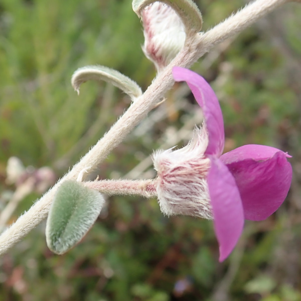 Podalyria burchellii