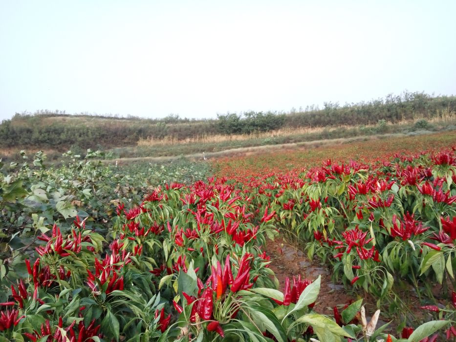小馬溝村 小馬溝村