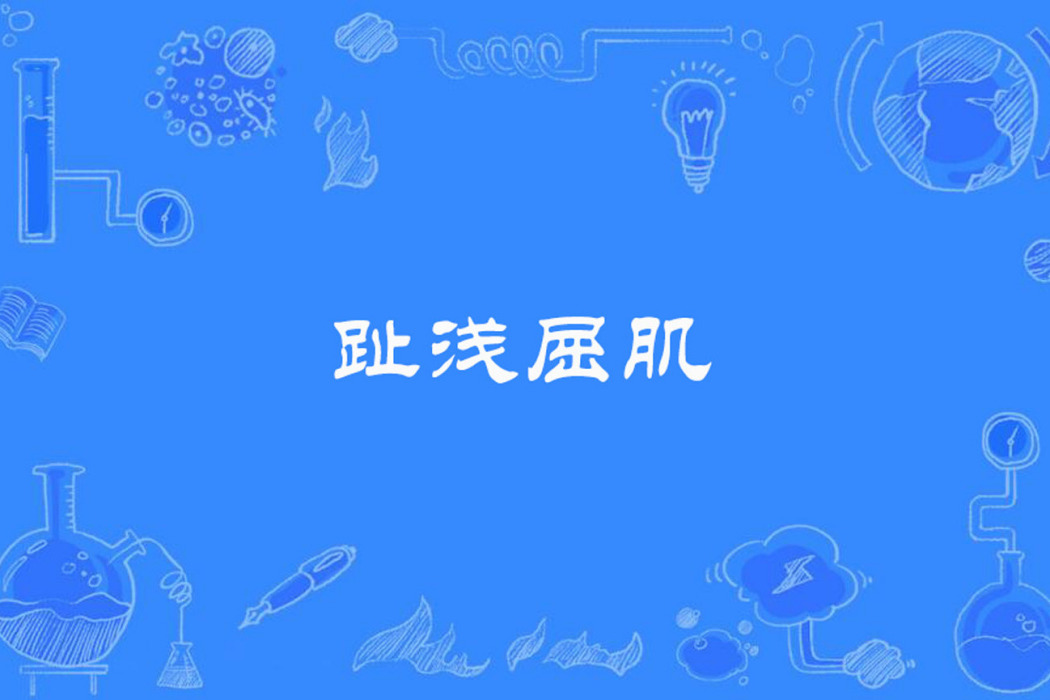 趾淺屈肌 趾淺屈肌