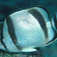 肩帶蝴蝶魚 肩帶蝴蝶魚