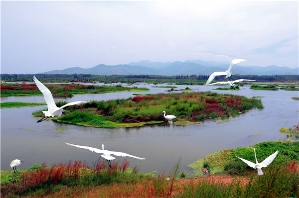 山東泰安汶河國家濕地公園