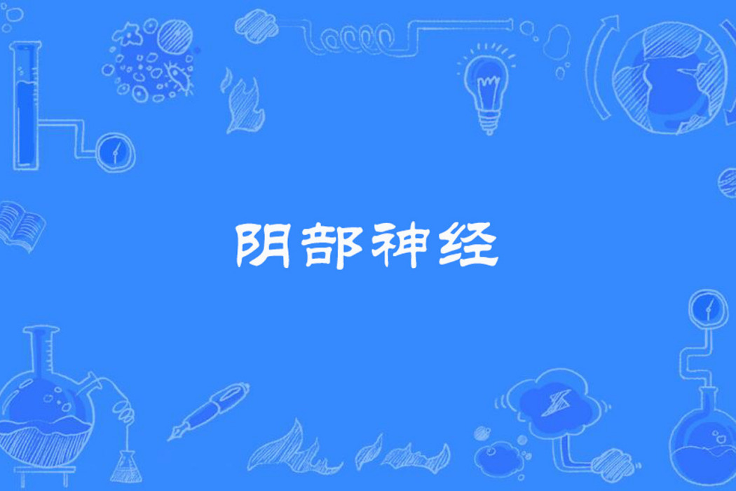 陰部神經 陰部神經