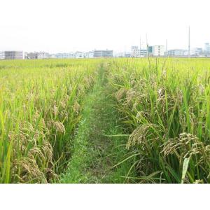 羊毛村