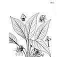 裂果薯 裂果薯