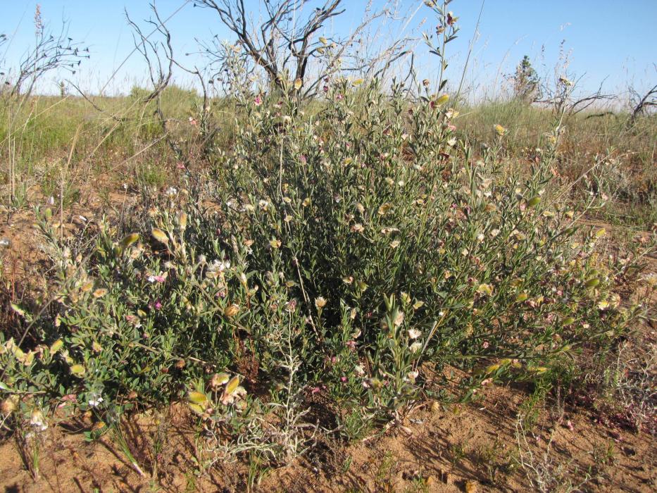 Podalyria pearsonii