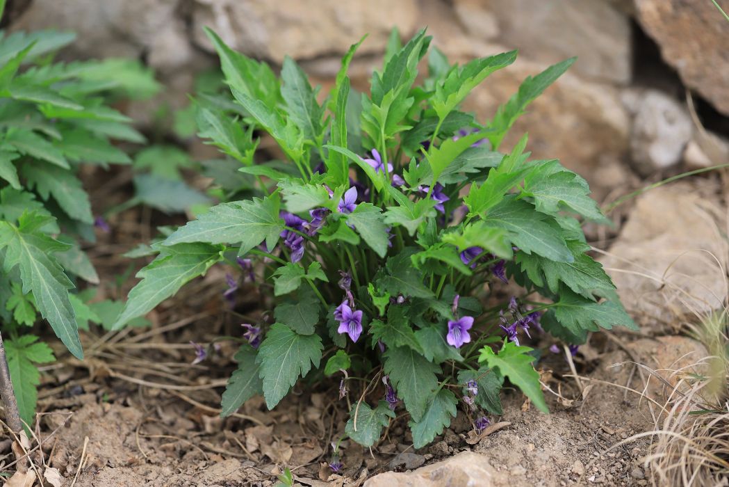裂葉堇菜組 裂葉堇菜組