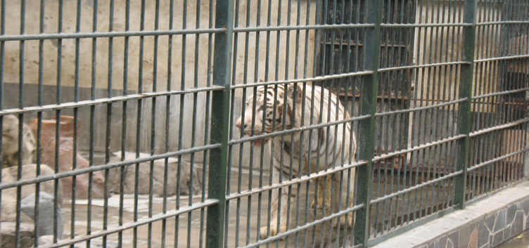 汕頭動物園的白虎