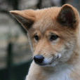 dingo(生物學分類屬於灰狼的一個亞種)