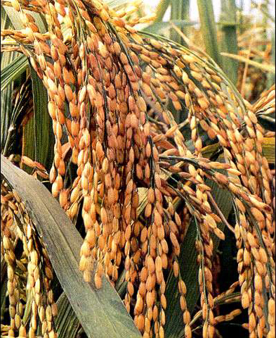 水稻基因組計畫在水稻改良上的套用研究