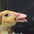 鴨大舌病 鴨大舌病
