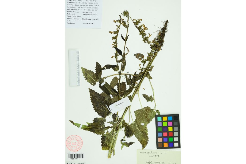 江達荊芥 江達荊芥