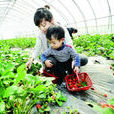 丁丁草莓採摘園