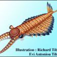 Anomalocaris Anomalocaris