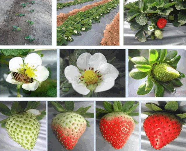 草莓生長階段