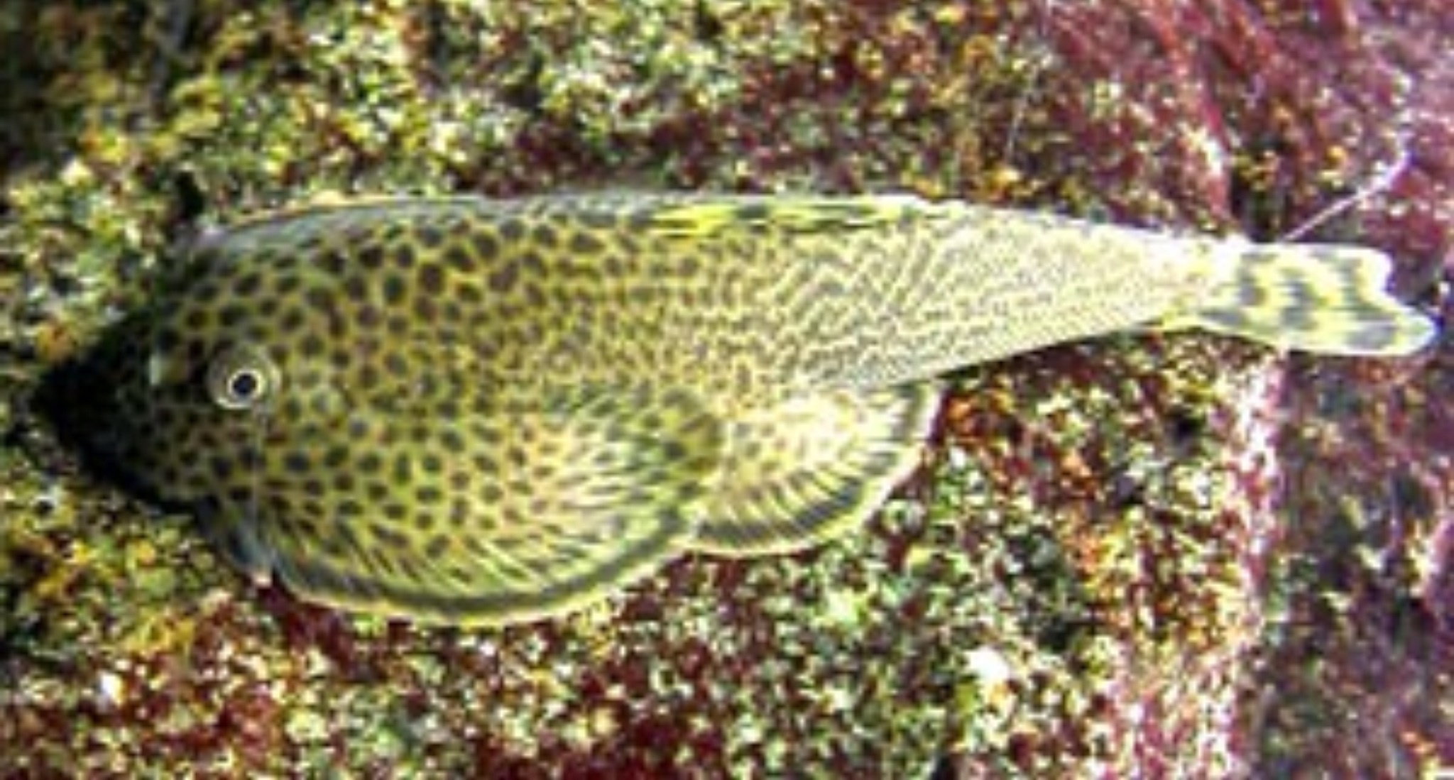 貴州爬岩鰍 Beaufortia kweichowensis