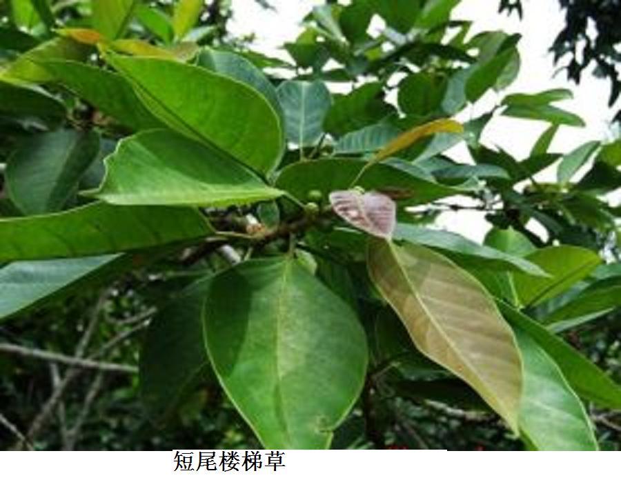 短尾樓梯草 短尾樓梯草