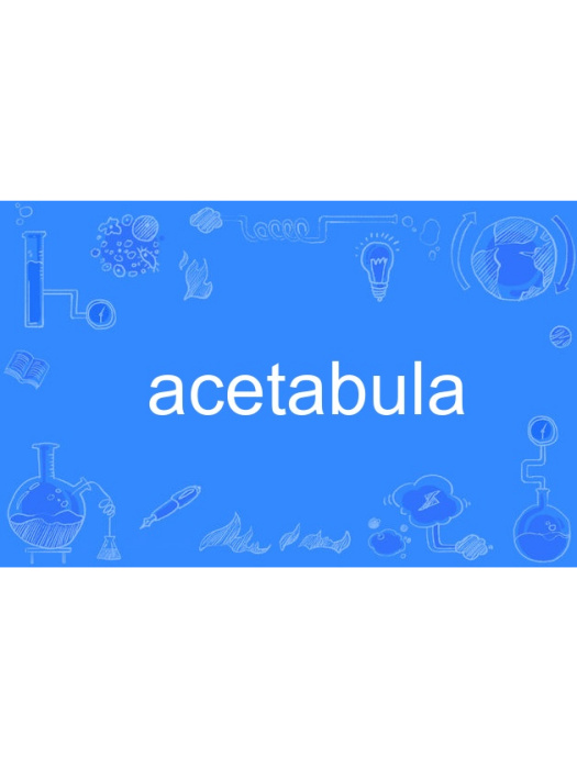 acetabula acetabula