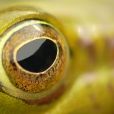 電子蛙眼