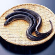 血鰻 血鰻