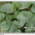 鹿蹄囊吾(滇紫菀) 鹿蹄囊吾(滇紫菀)
