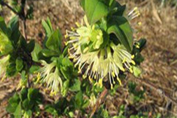 Lonicera caerulea \x27Magadan\x27 BLUE FOREST