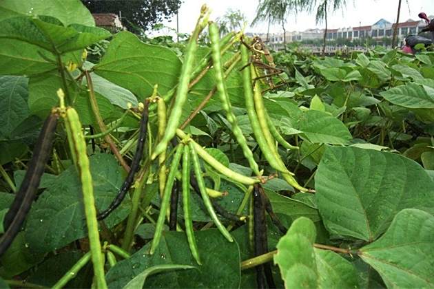 大莢綠豆 大莢綠豆