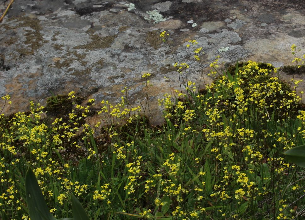 Biscutella lyrata