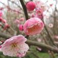 宮粉梅 宮粉梅
