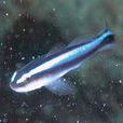 藍條蝦虎魚 藍條蝦虎魚