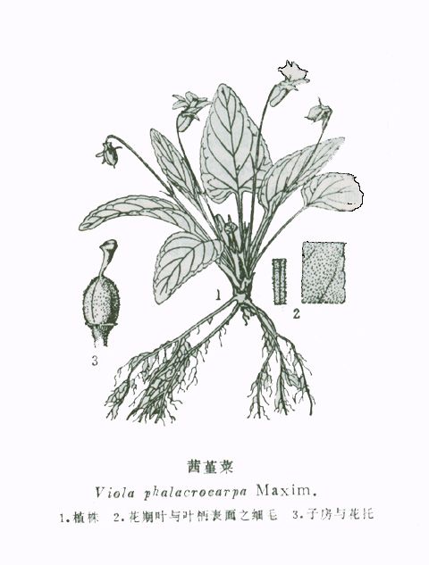 茜堇菜(白果堇菜) 茜堇菜(白果堇菜)