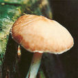 光柄菇 光柄菇