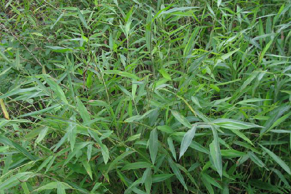 大穗莠竹 大穗莠竹