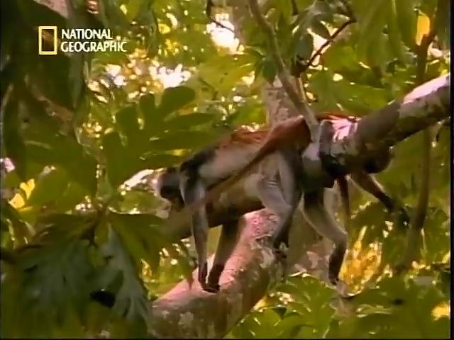 桑吉巴紅疣猴
