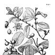 土蜜藤(狗舌果) 土蜜藤(狗舌果)