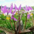 豬牙花 豬牙花