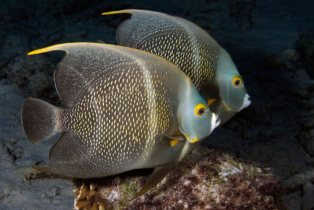 刺蓋魚屬 刺蓋魚屬