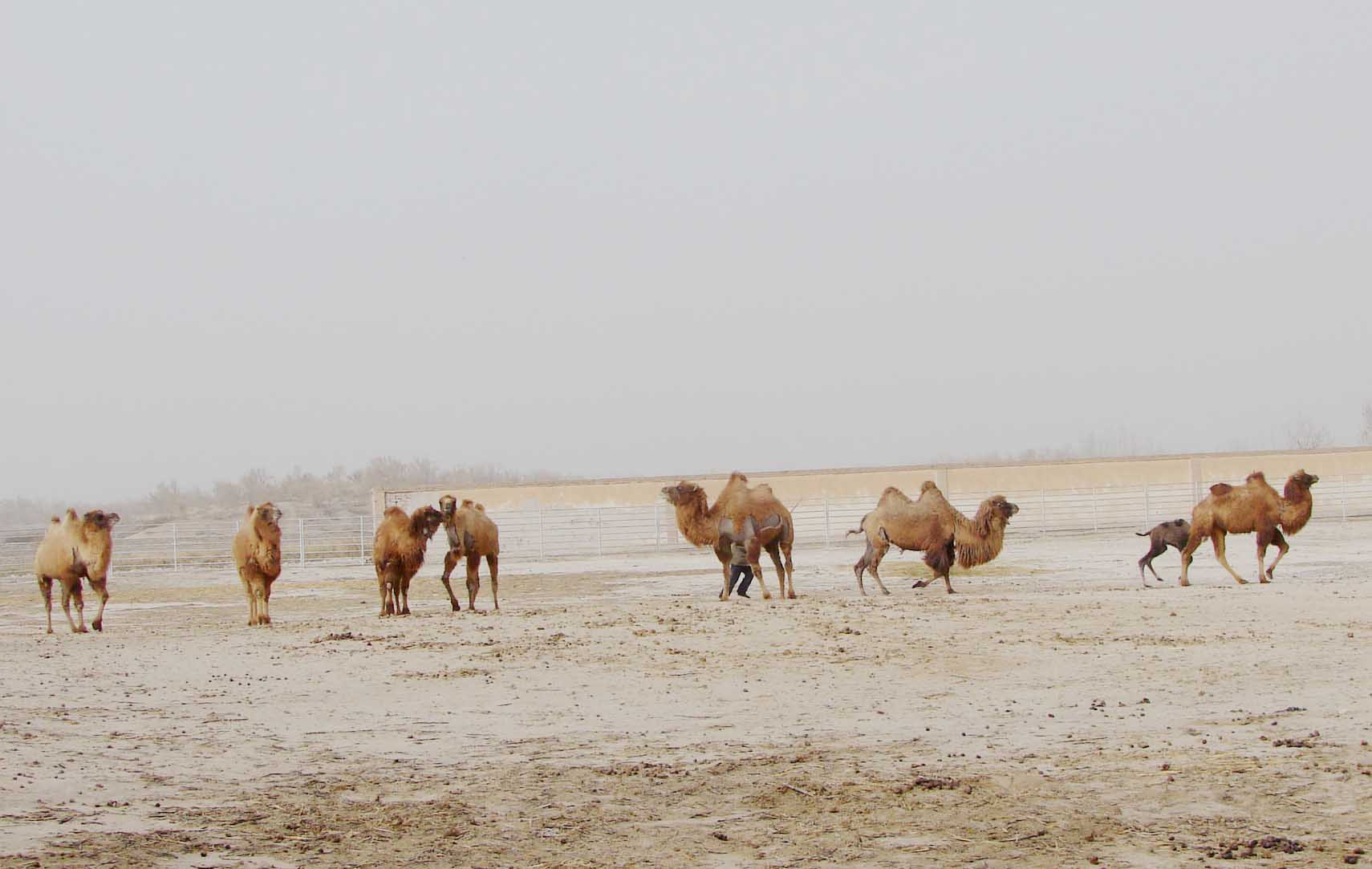 神州荒漠野生動物園裡的野駱駝種群