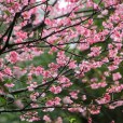 紅花高盆櫻桃