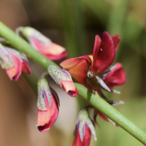 Sphaerolobium benetectum