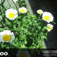 狹長斑鳩菊 狹長斑鳩菊
