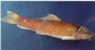 櫛鰕虎魚