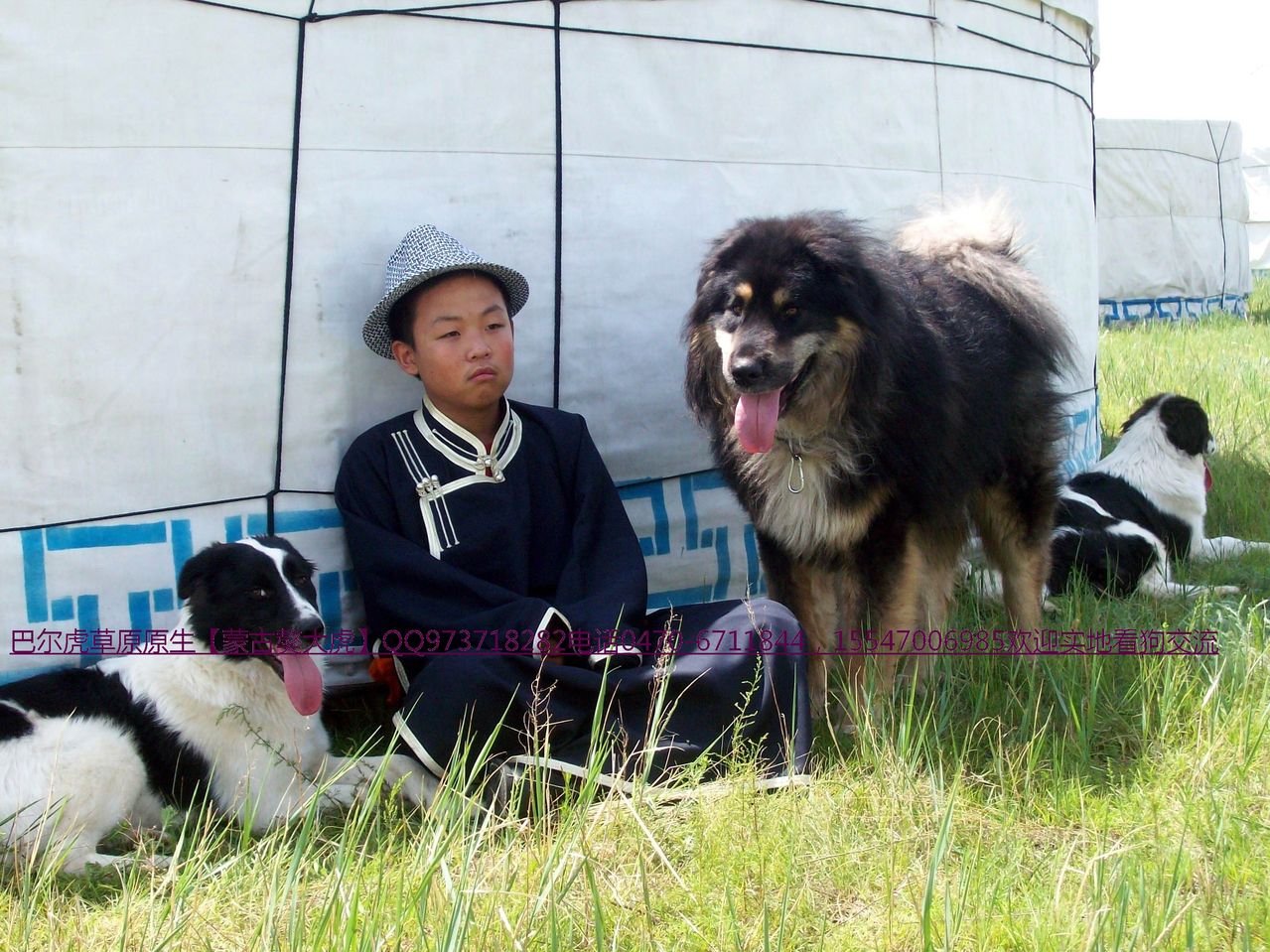 內蒙牧羊犬（蒙古獒）
