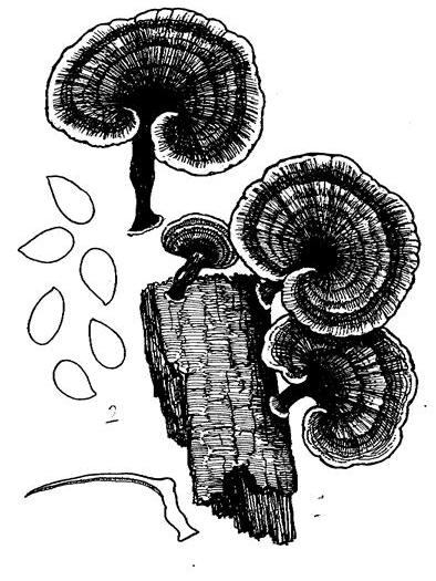 褐薄芝 褐薄芝