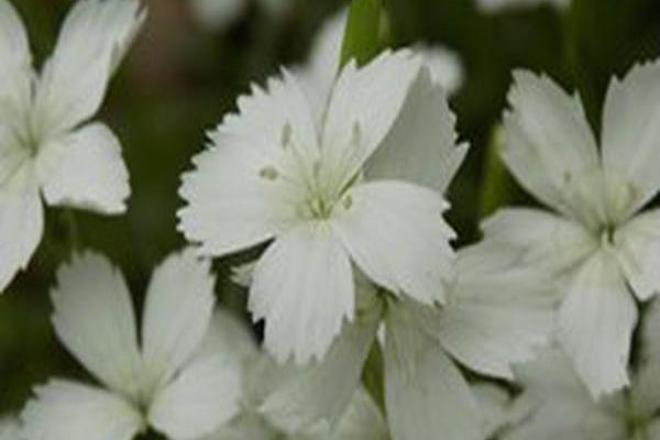 Dianthus deltoides \x27Albus\x27 Dianthus deltoides \x27Albus\x27