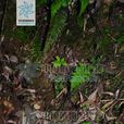 兔兒風(桔梗目菊科植物) 兔兒風(桔梗目菊科植物)