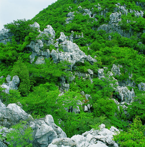 三衢國家森林公園