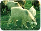 羊羊羊奶粉