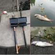 錨魚 錨魚