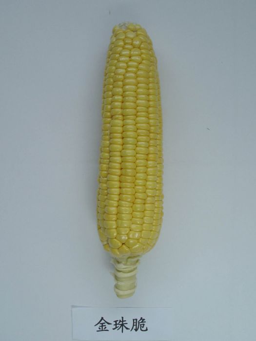 金珠脆 金珠脆