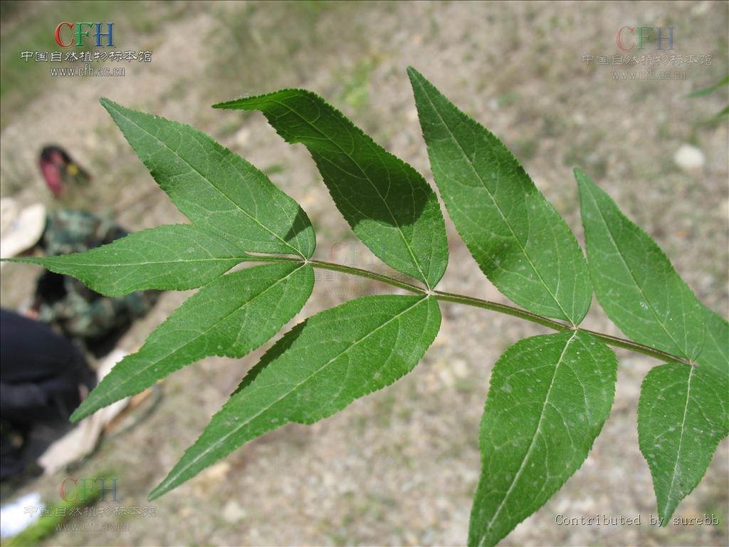 Dictamnus dasycarpus